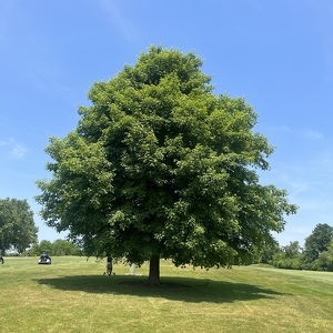 Ricardo Gonzalez Salles